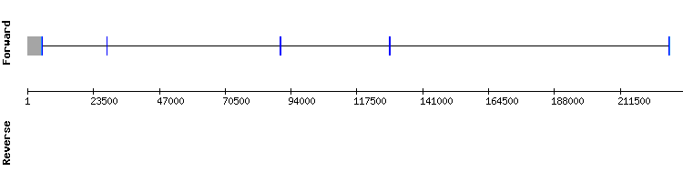 gene structure