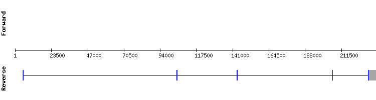 gene structure