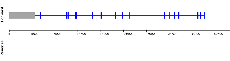 gene structure