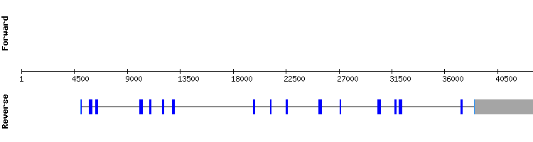 gene structure