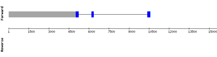 gene structure