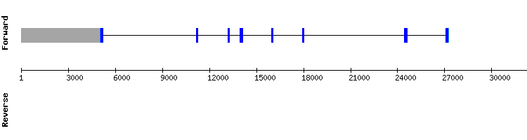 gene structure