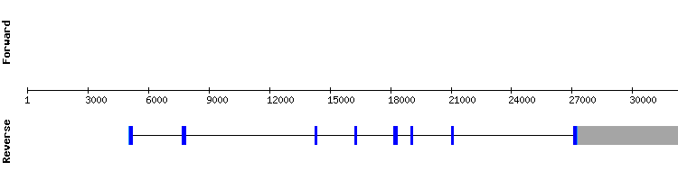 gene structure