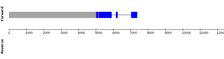 gene structure