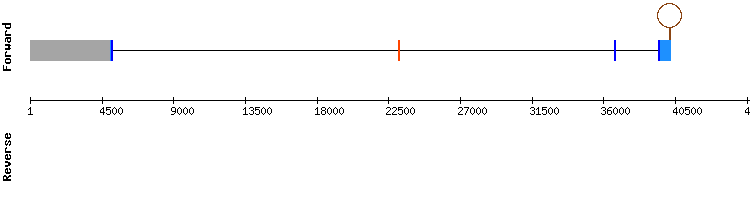 gene structure