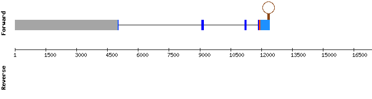 gene structure