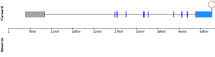 gene structure