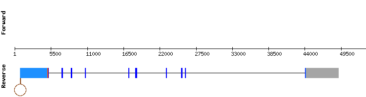 gene structure
