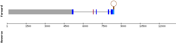 gene structure