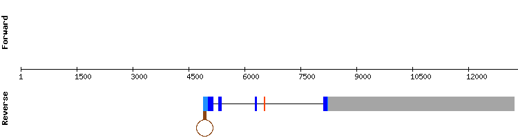 gene structure