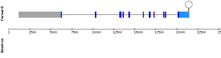 gene structure