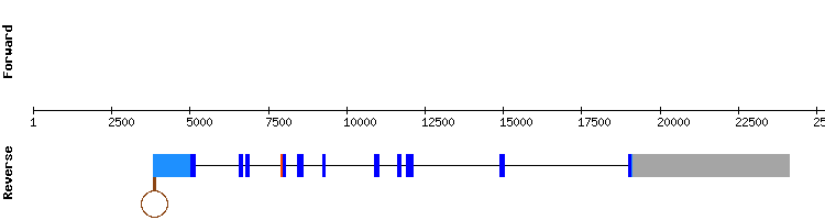 gene structure