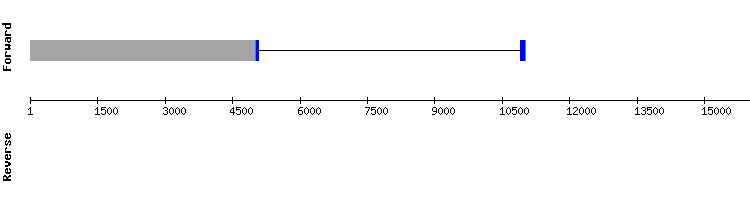 gene structure