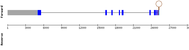gene structure