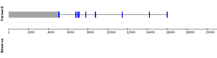 gene structure