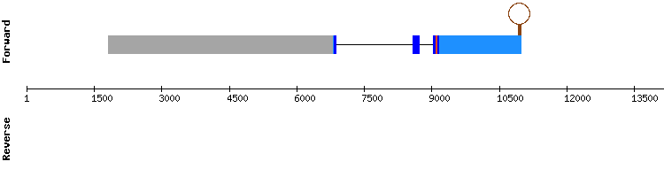 gene structure