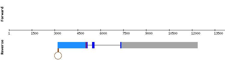 gene structure