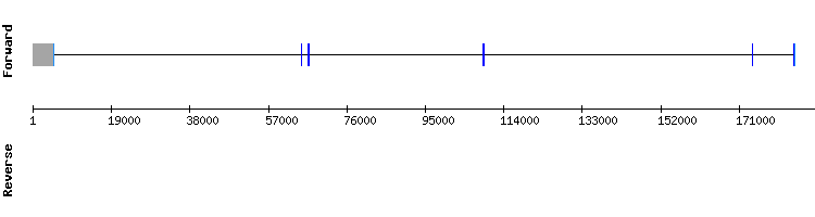 gene structure
