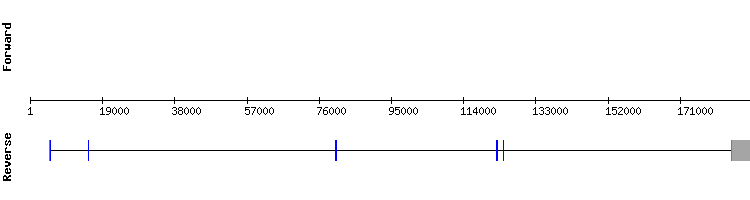gene structure