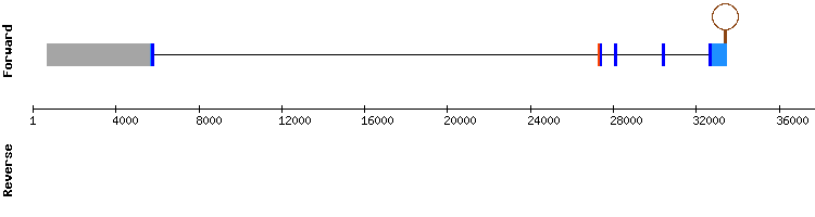gene structure
