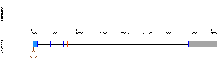 gene structure