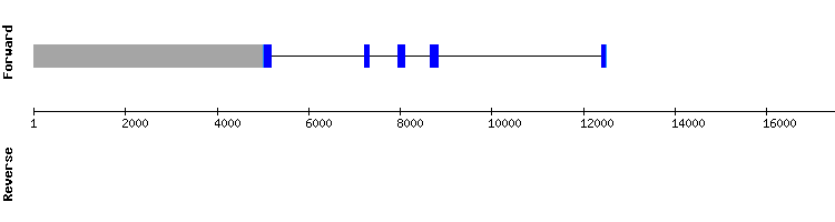 gene structure