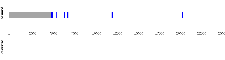 gene structure