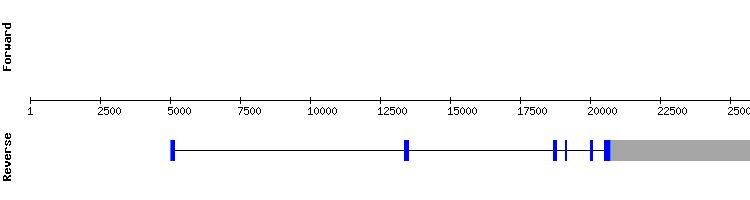 gene structure