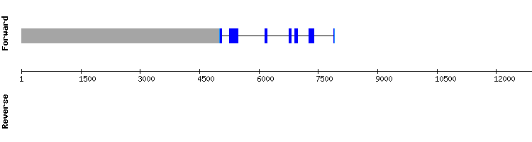 gene structure