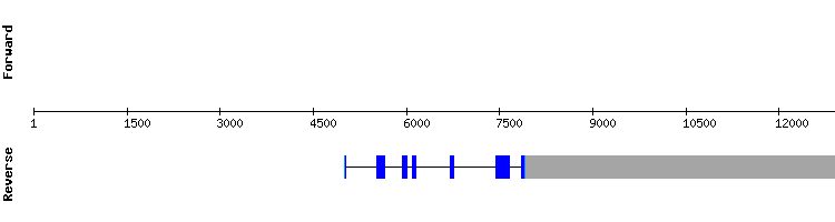 gene structure