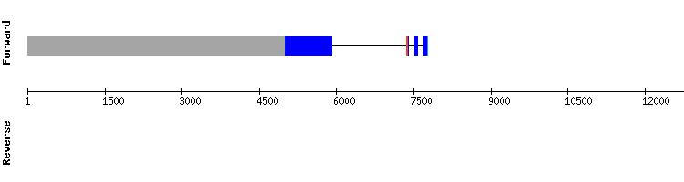 gene structure