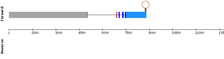 gene structure