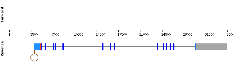 gene structure