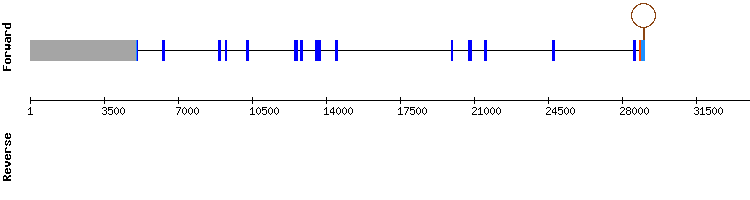 gene structure