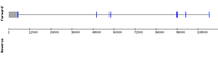 gene structure