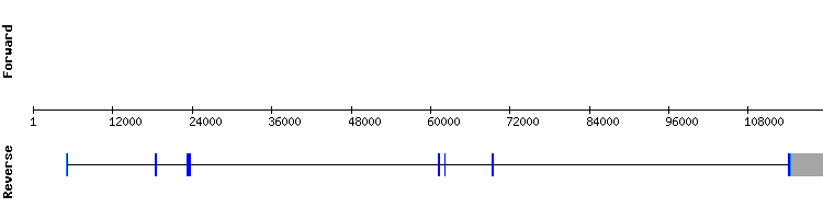 gene structure
