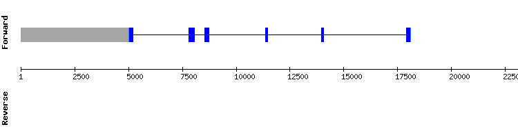 gene structure