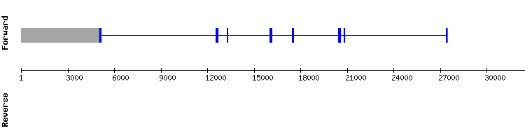 gene structure