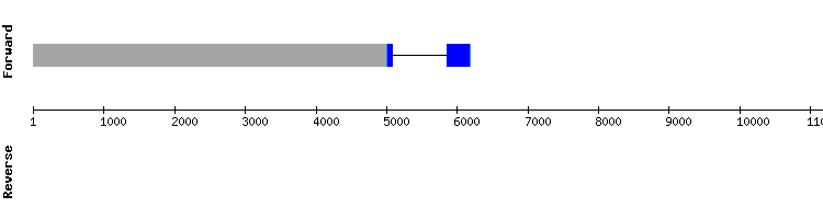 gene structure