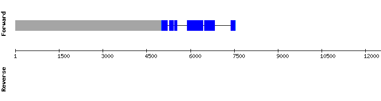 gene structure