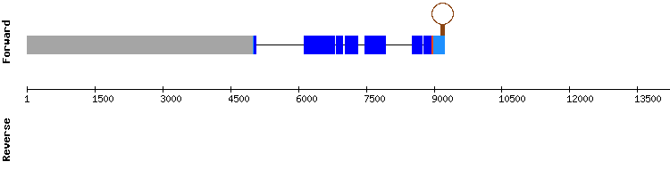 gene structure