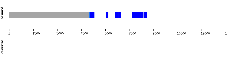gene structure