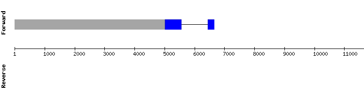 gene structure