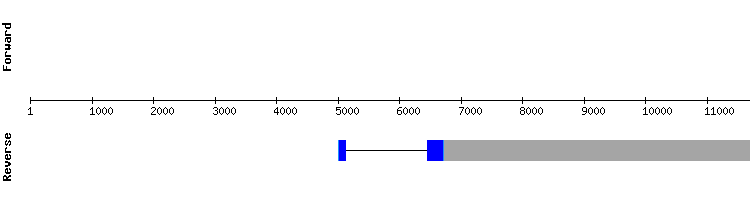 gene structure