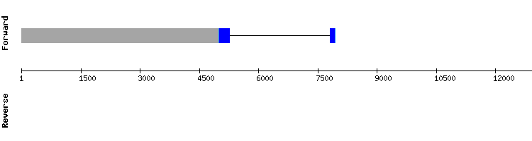 gene structure