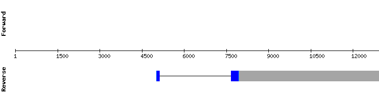 gene structure