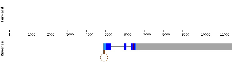 gene structure