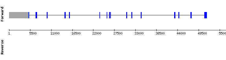 gene structure