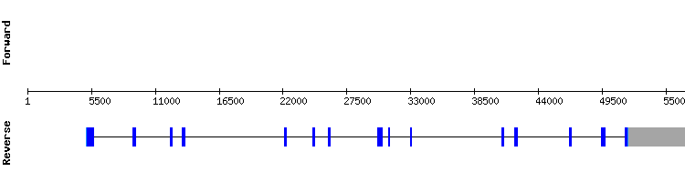 gene structure