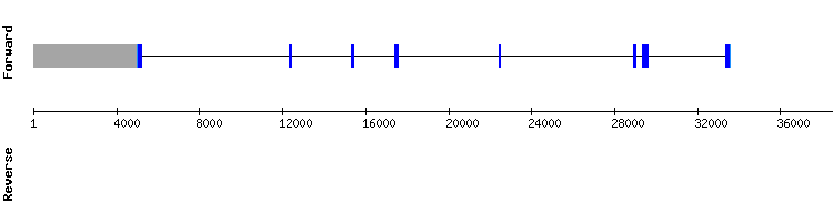 gene structure